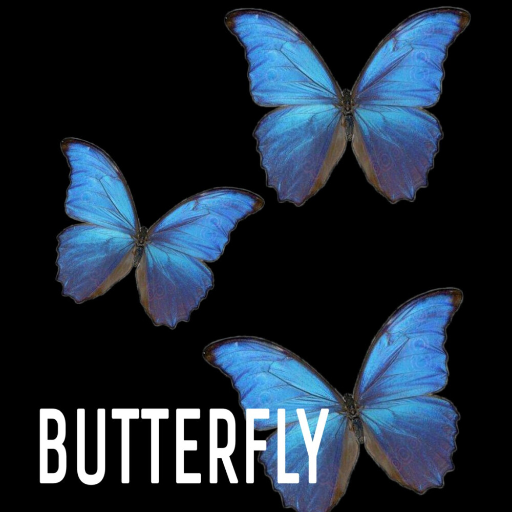 蝴蝶butterfly