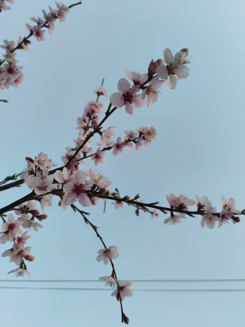 杏花微雨