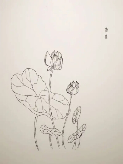 荷花线稿