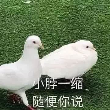 鸽子表情包