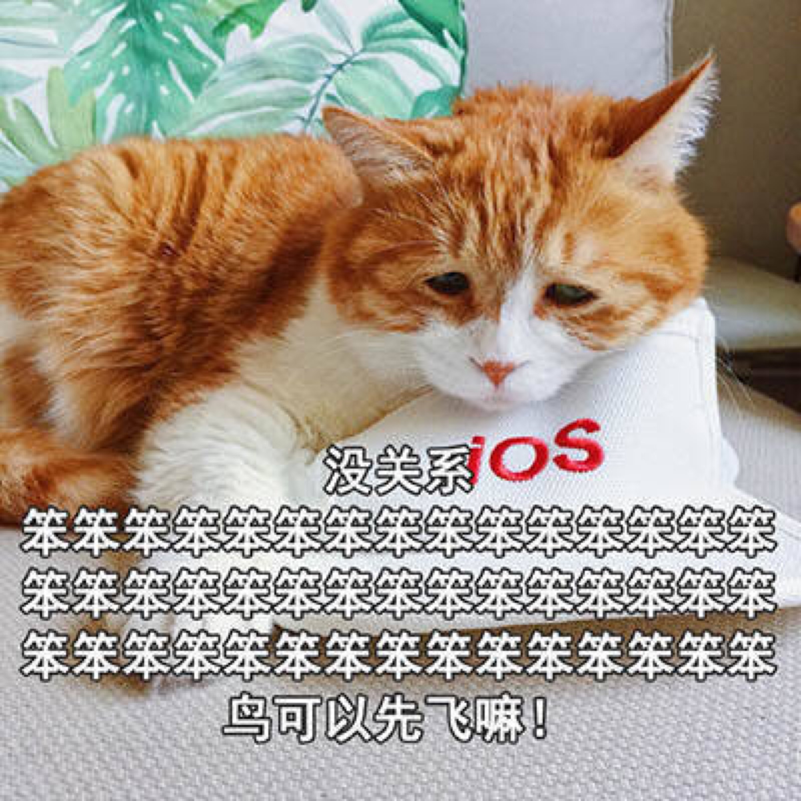 小猫咪表情包