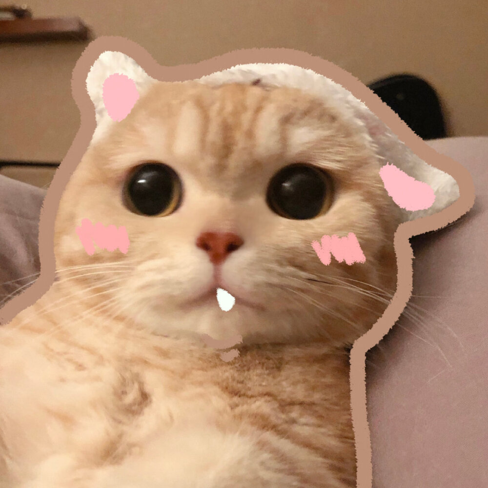 今日份的头像一起吸猫趴!猫猫主人 @橘猫… - 堆糖,美