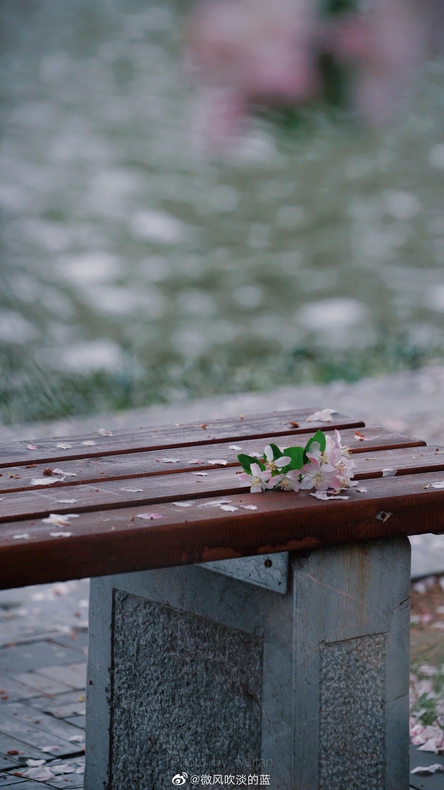 莫愁·海棠|昨夜雨疏风骤,浓睡不消残酒.试问卷帘人,却道海棠依旧.