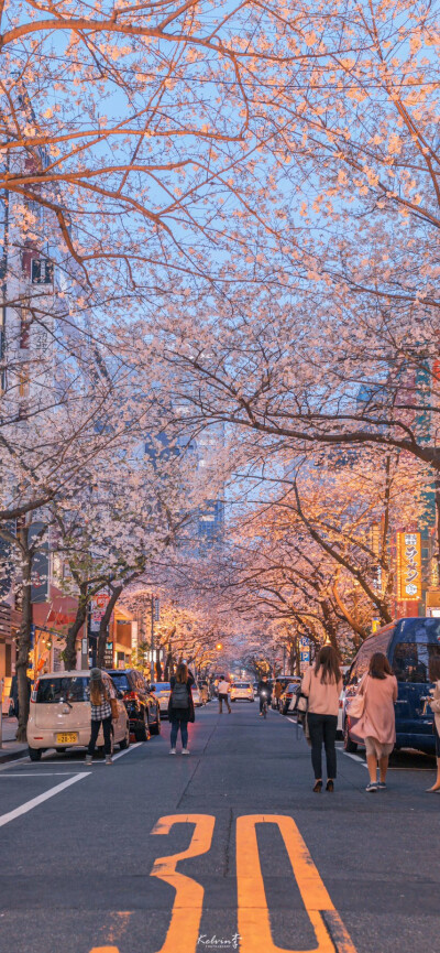 春天樱花壁纸日本