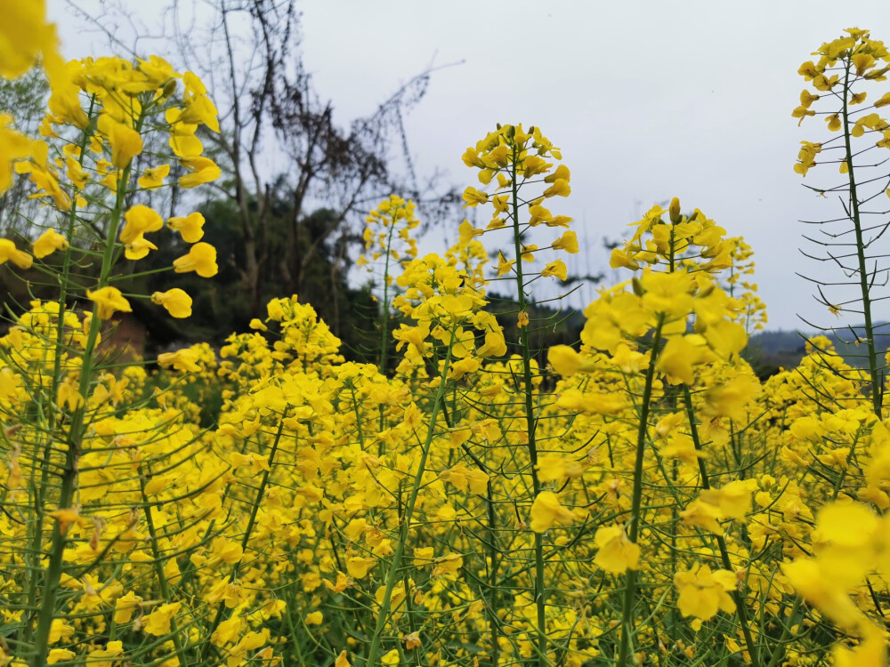 【油菜花】花语:加油鼓励