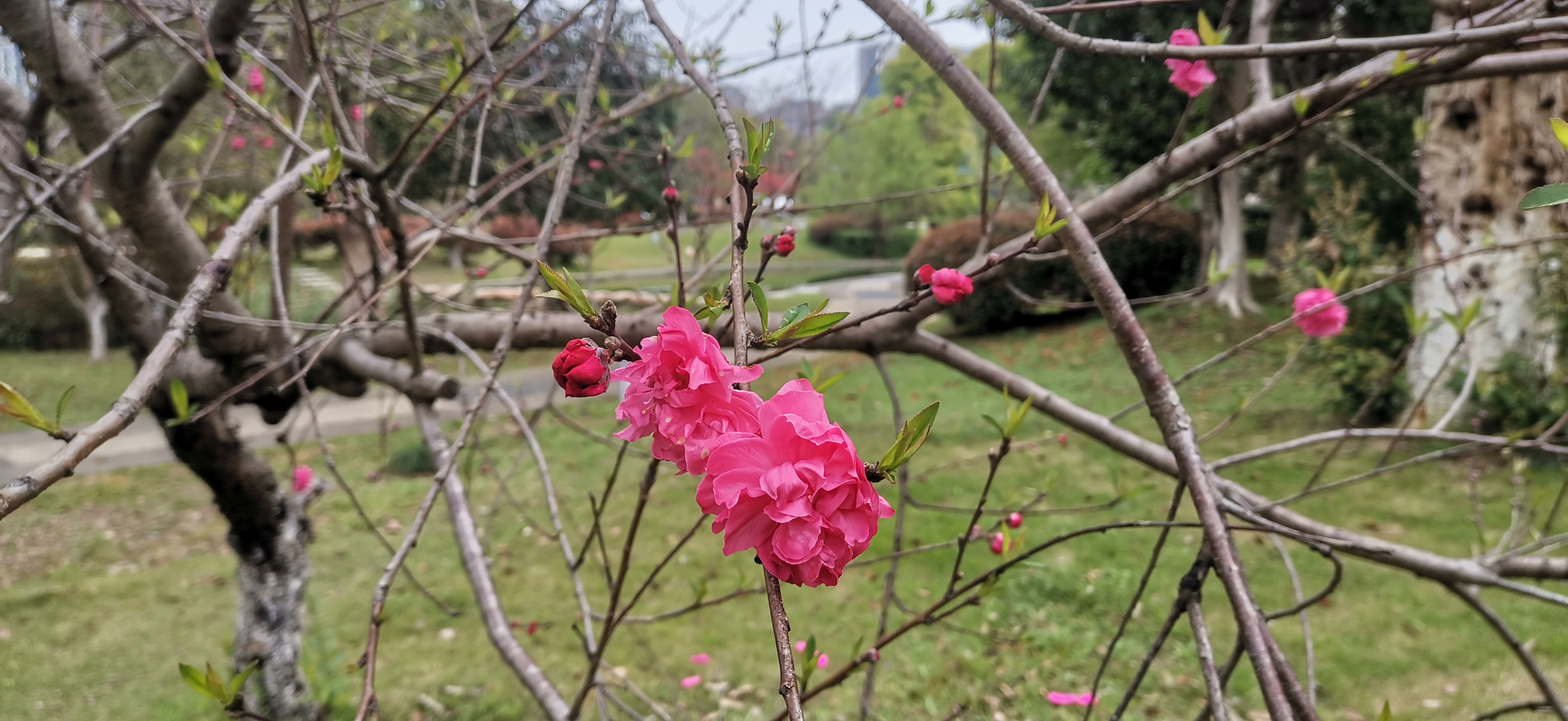 红艳艳的碧桃花,真美