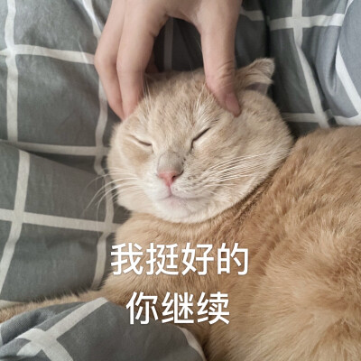 怎么rua都不生气的小猫咪不多了!(微信表情包请搜【咖喱饭与汤姆1】)