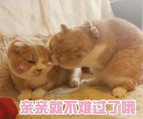 可爱猫猫表情包.