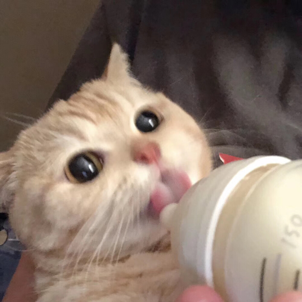 可爱头像·会有猫咪的