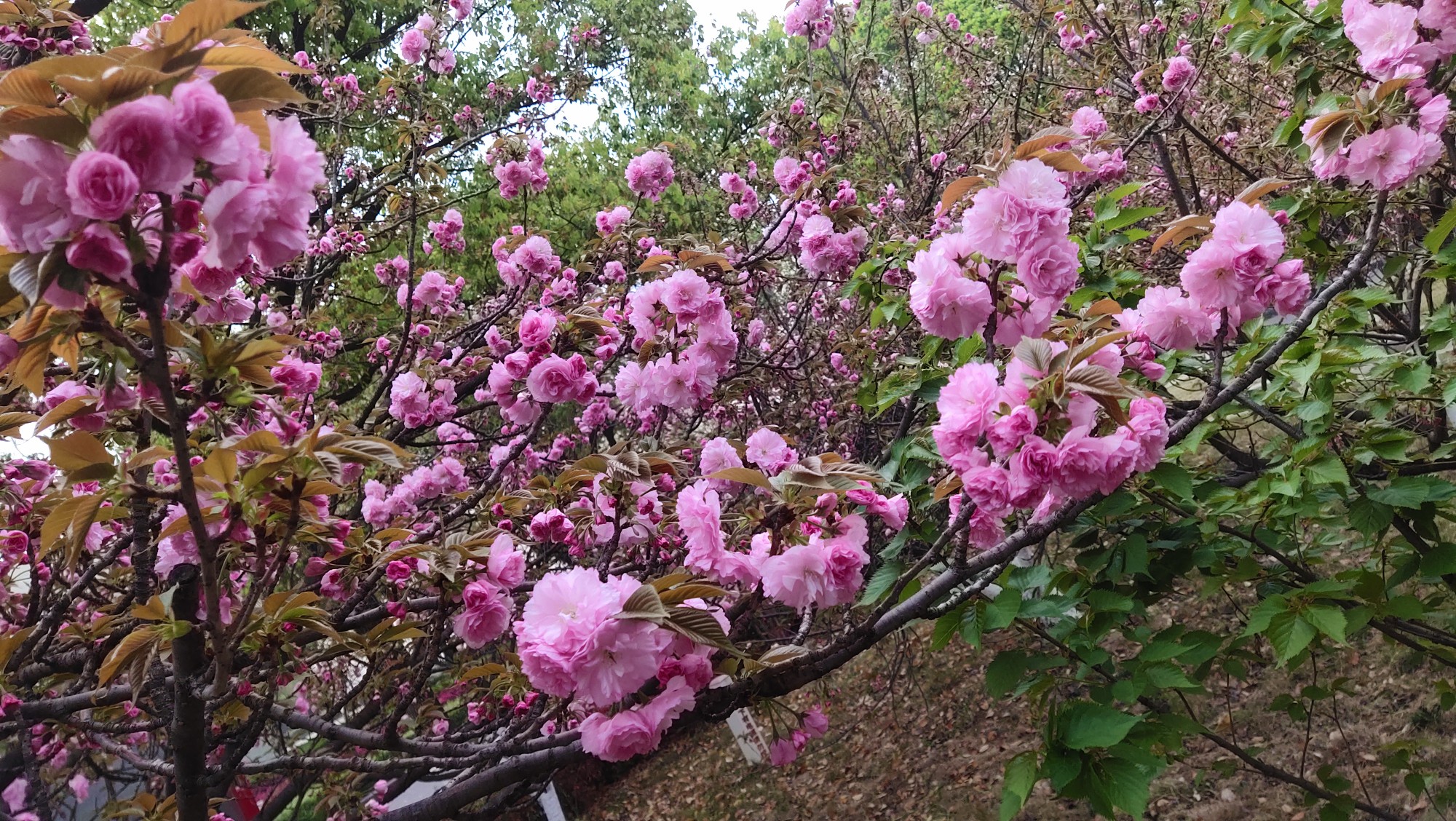 春·樱花 - 堆糖,美图壁纸兴趣社区