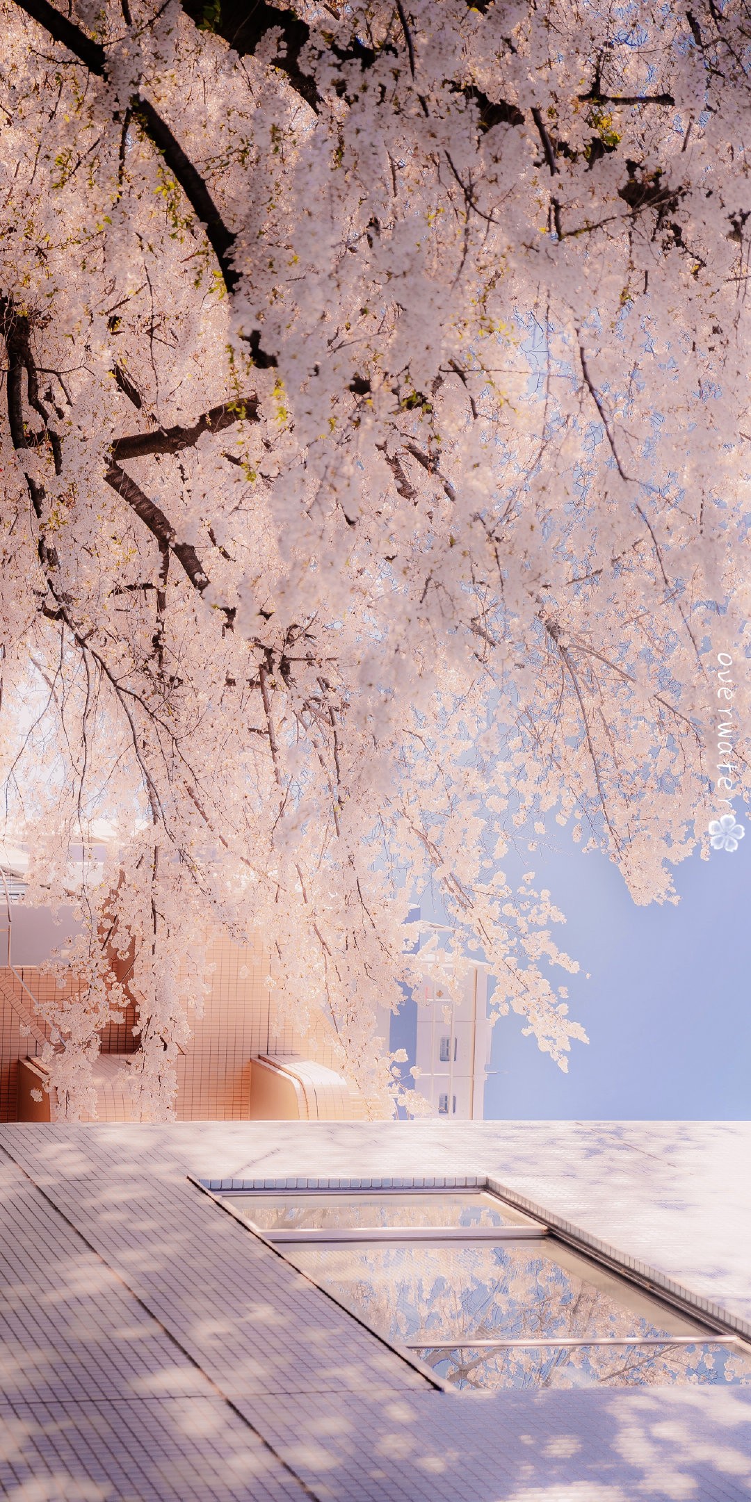 2020年3月25日 10:41 关注 插画 樱花 手机壁纸 聊天背景 神仙