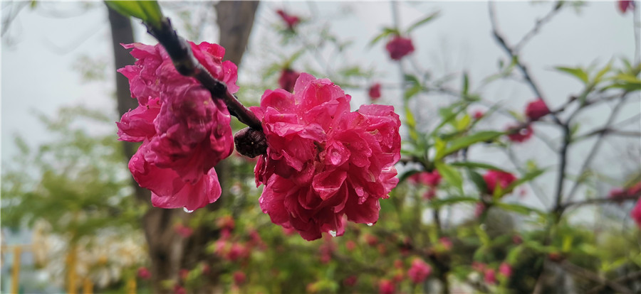 3月24日,春风送暖,春意萌动.在吉安城南市民广场内的碧桃花迎春绽放.