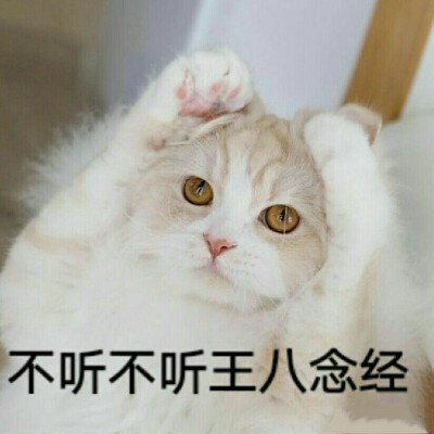猫咪情侣撒娇表情包
