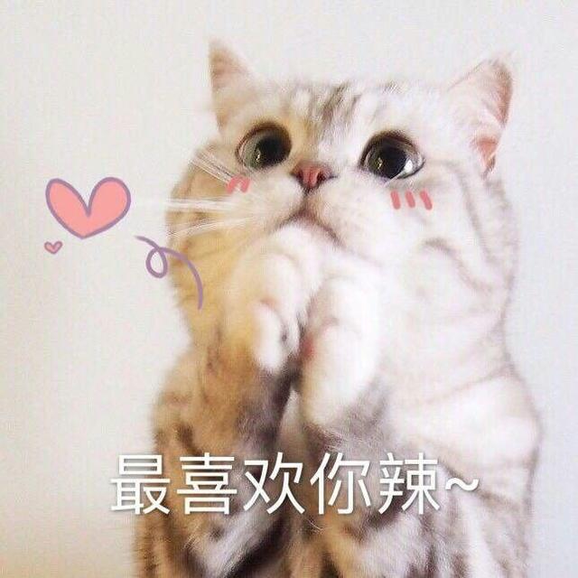 可爱猫猫表情包.