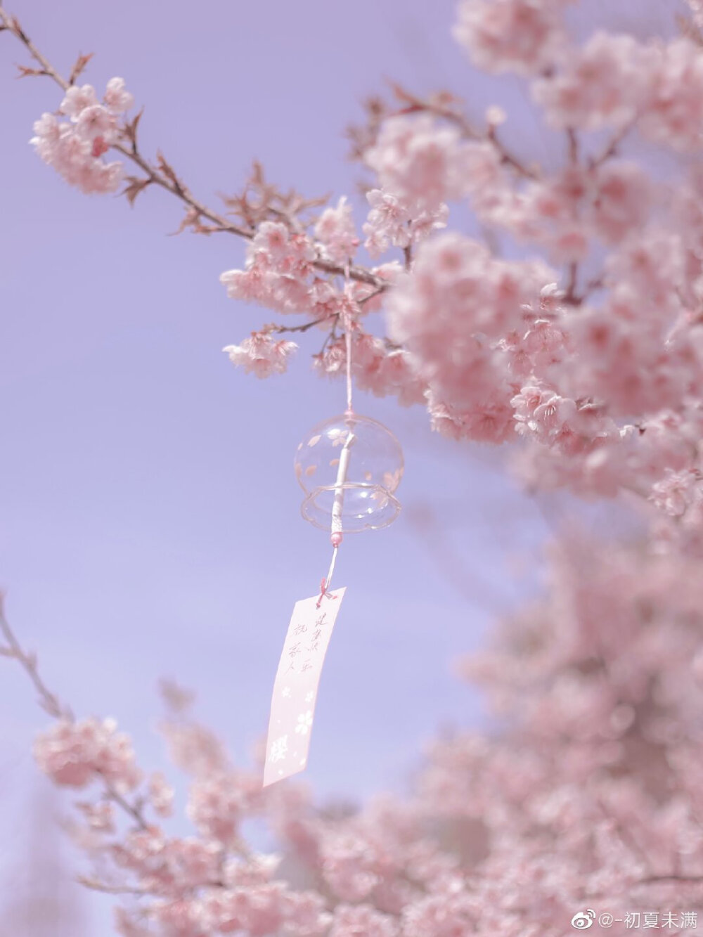 日系粉色樱花稀饭的仙女点赞评论自截