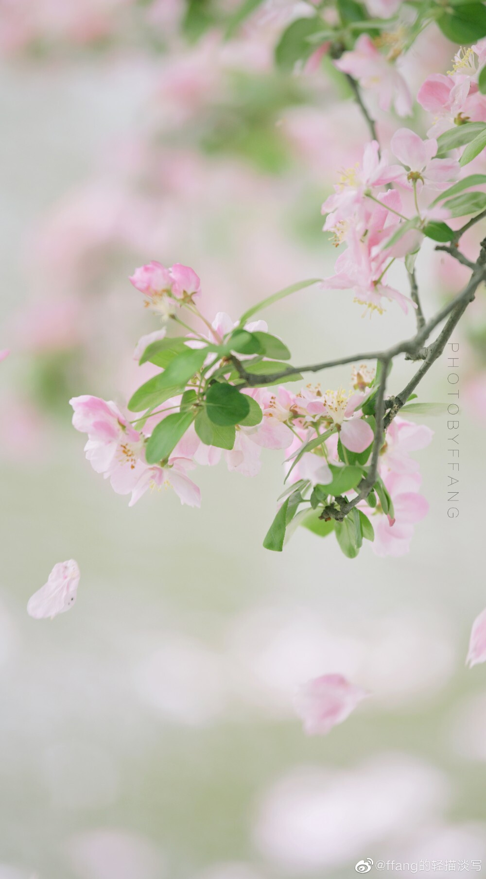 摄影大赛##遇见美好时光##莫愁云赏花##随手拍最美春天##醉美随拍