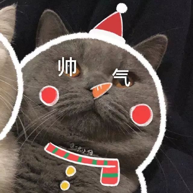 猫咪,可爱,闺蜜头像