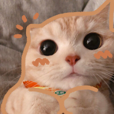 女生头像猫猫是篱笆的  和sally
