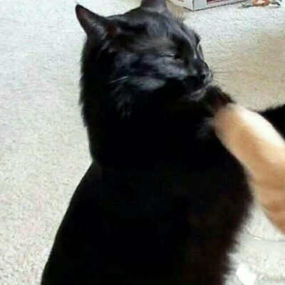 蓝猫头像 沙雕头像 动物头像0条图片评论发布到情侣头像陈儿珏4114