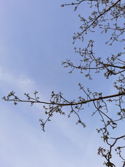 春天万物生长.天空,背景图