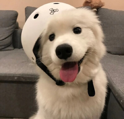萌宠头像