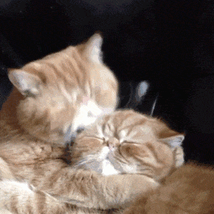 猫咪抱着亲亲 gif 动图