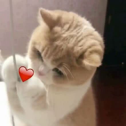 可爱猫咪表情包(ˊˋ*)