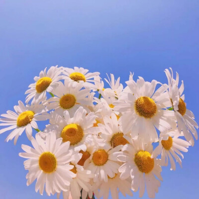 小雏菊|壁纸