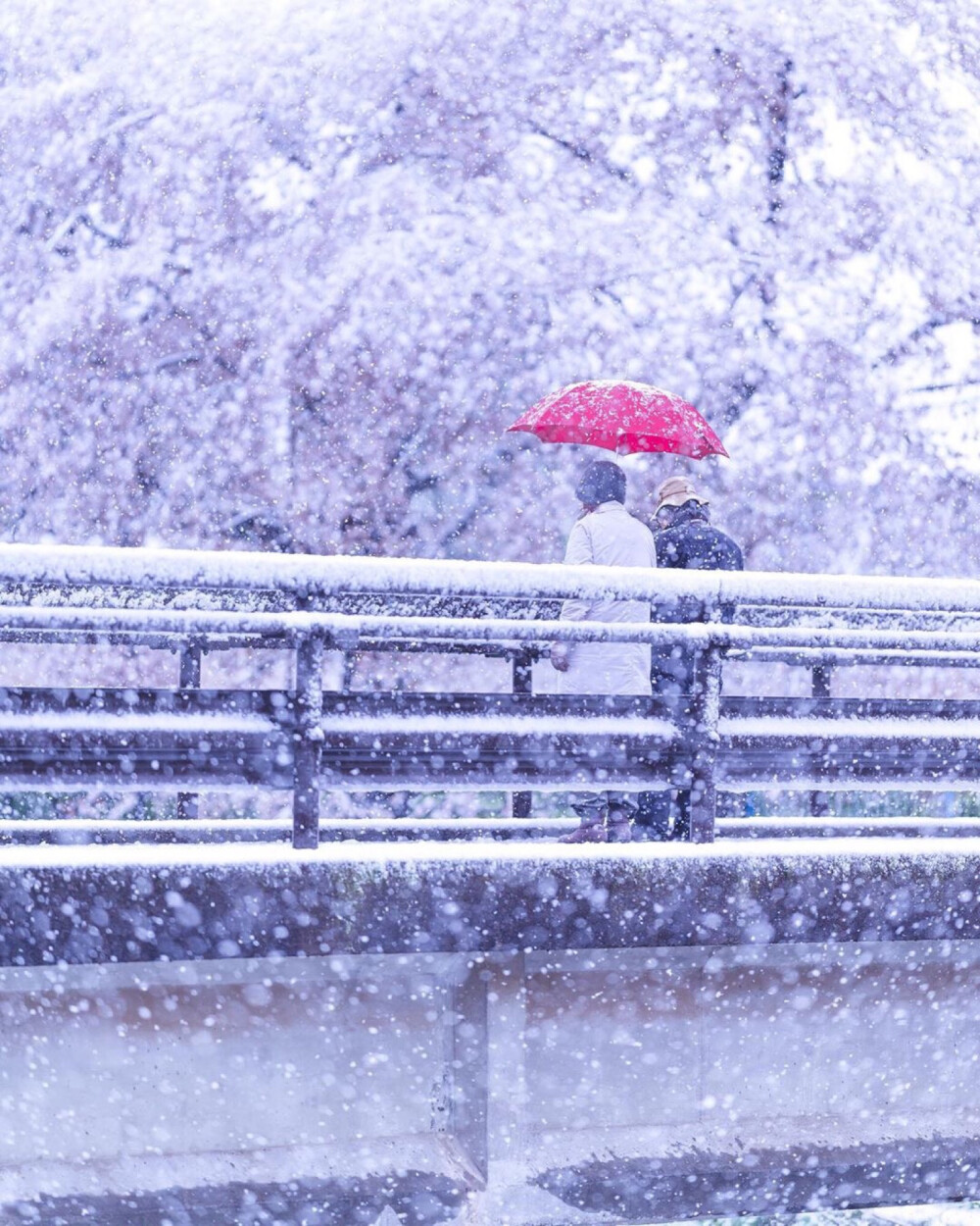 3月29日日本樱花雪上一次此景为32年前