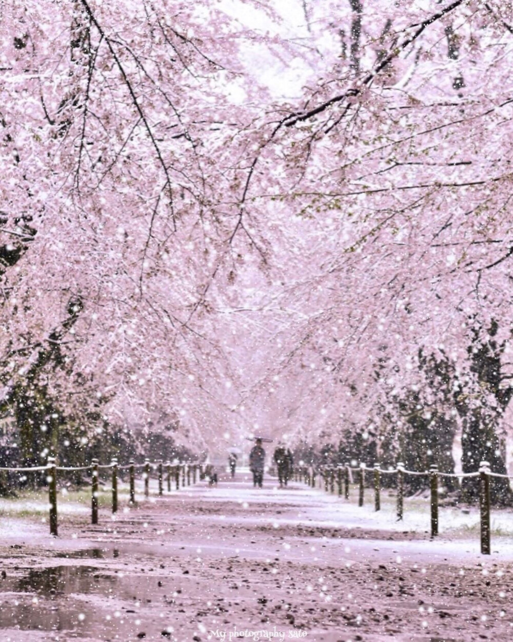 3月29日日本樱花雪上一次此景为32年前