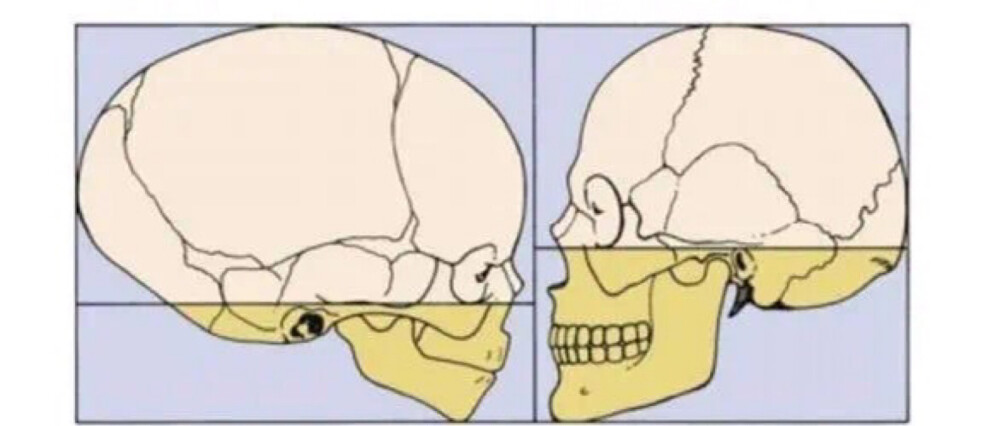 成年人和儿童头骨对比
