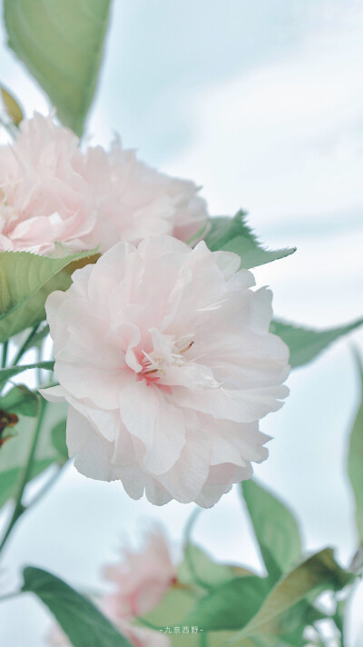 温柔仅你可见转自微博/摄影@九奈西野,花卉壁纸,春天壁纸,风景壁纸