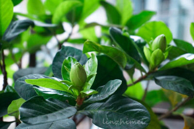 阳台记录:茉莉经过我不专业的修剪养护之后,开了今年的第一朵花,香