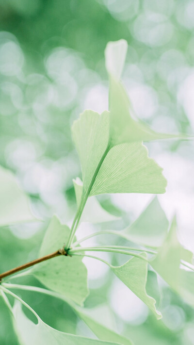 唯美森系小清新手机壁纸聊天背景超清壁纸