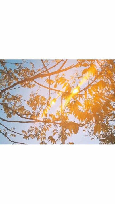 绿色/ins/树叶/背景图/文艺/小清新不思