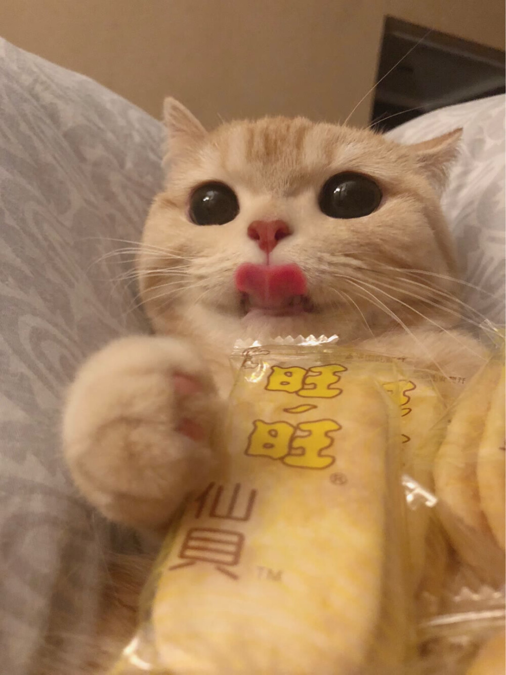 橘猫沙梨sally