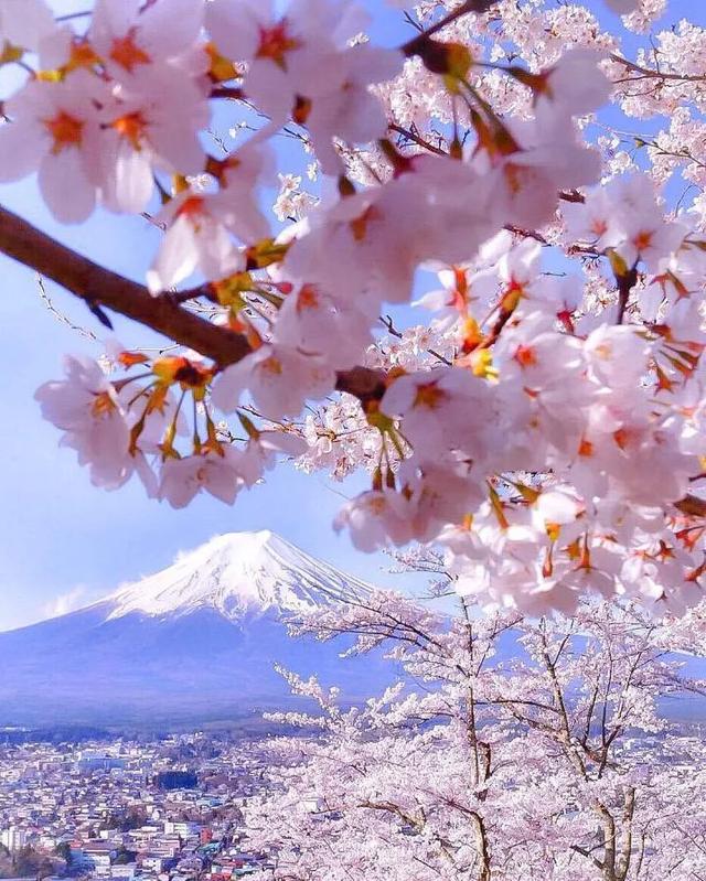 《远望不尽山之歌》日本 富士山 樱花 *^_^*