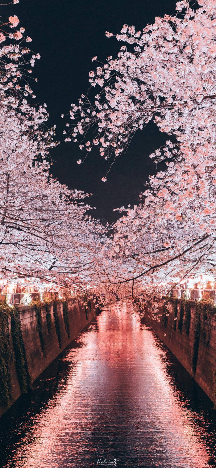 樱花 壁纸 风景