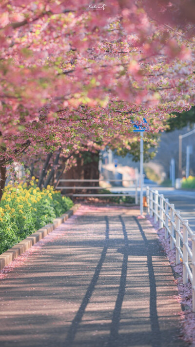 日系樱花壁纸 堆糖 美图壁纸兴趣社区