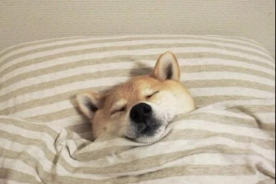 柴犬盖被子睡觉表情