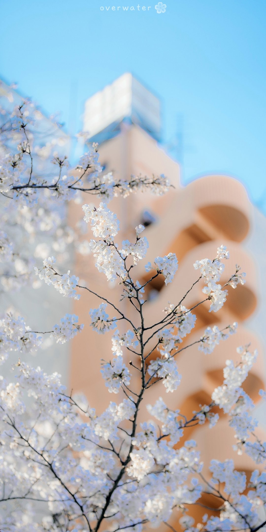 『春季限定』今日份手机壁纸/风景壁纸/樱花壁纸/锁屏壁纸/高清壁纸