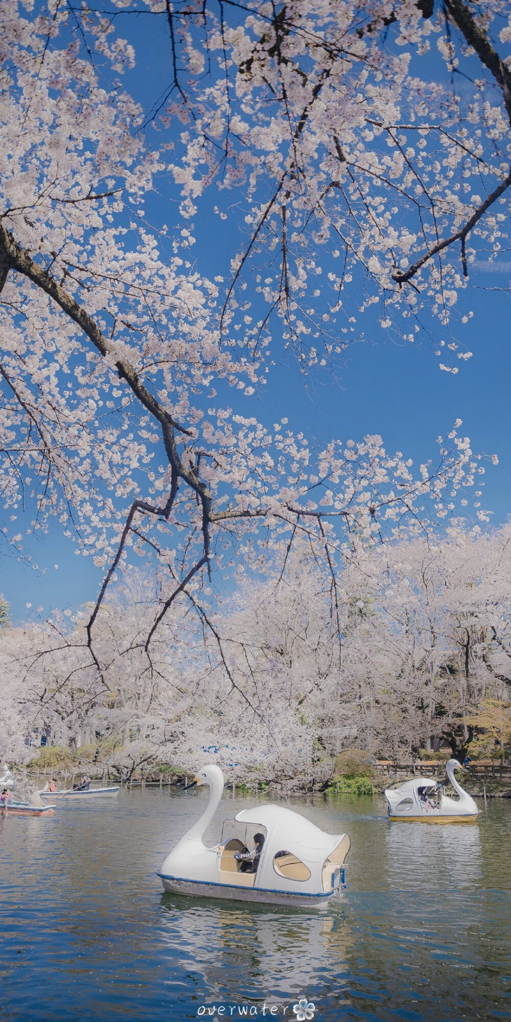 『春季限定』今日份手机壁纸/风景壁纸/樱花壁纸/锁屏壁纸/高清壁纸