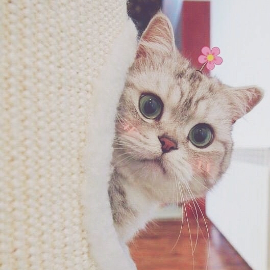 猫咪