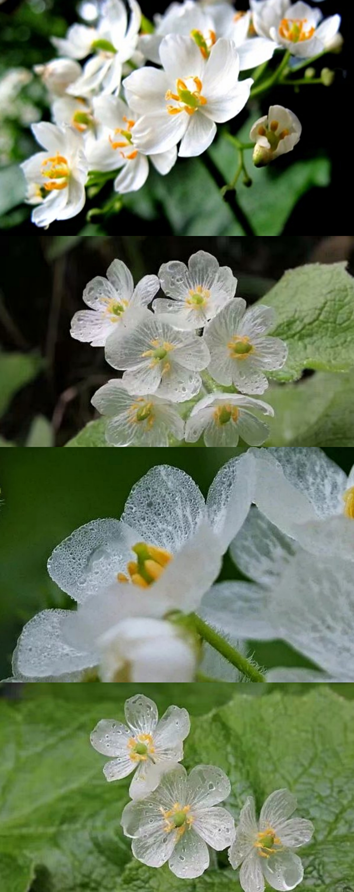 山荷叶花的正常颜色是白色的,在淋雨后或是洒水后就会变成透明的,非常