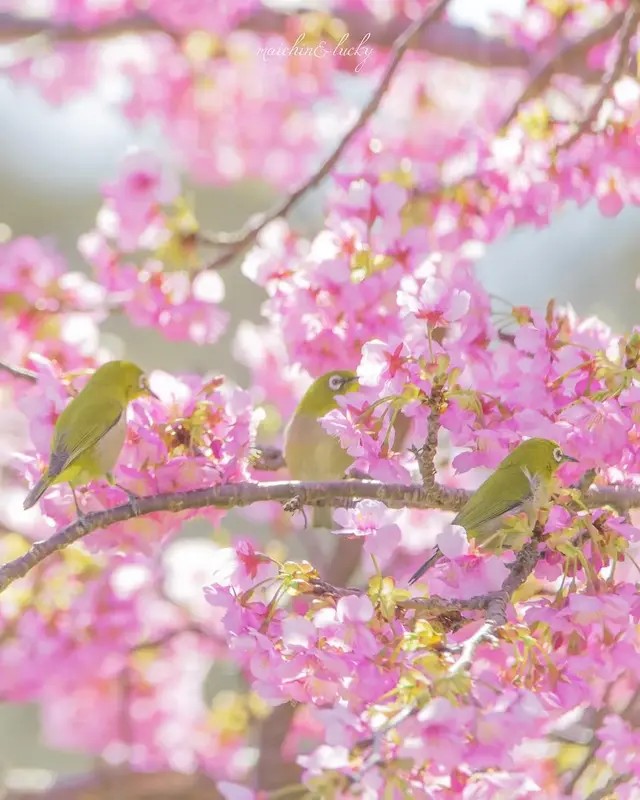 花与鸟