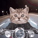 小猫开车gif