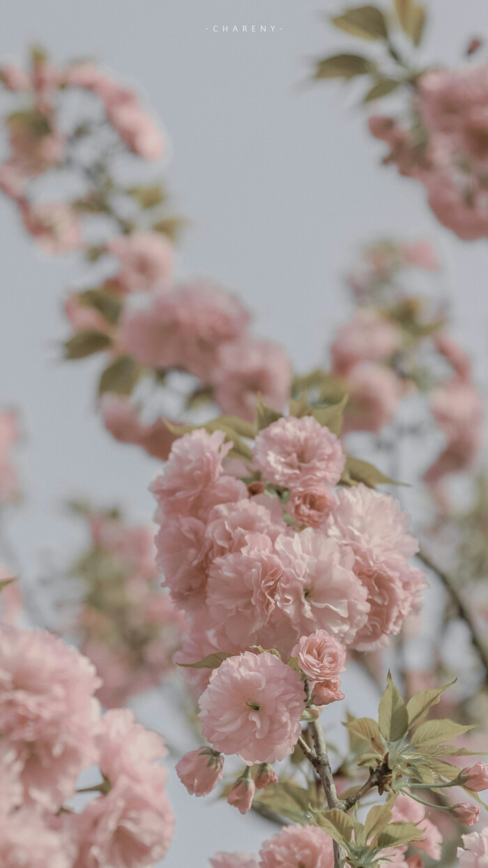 樱花樱花想见你