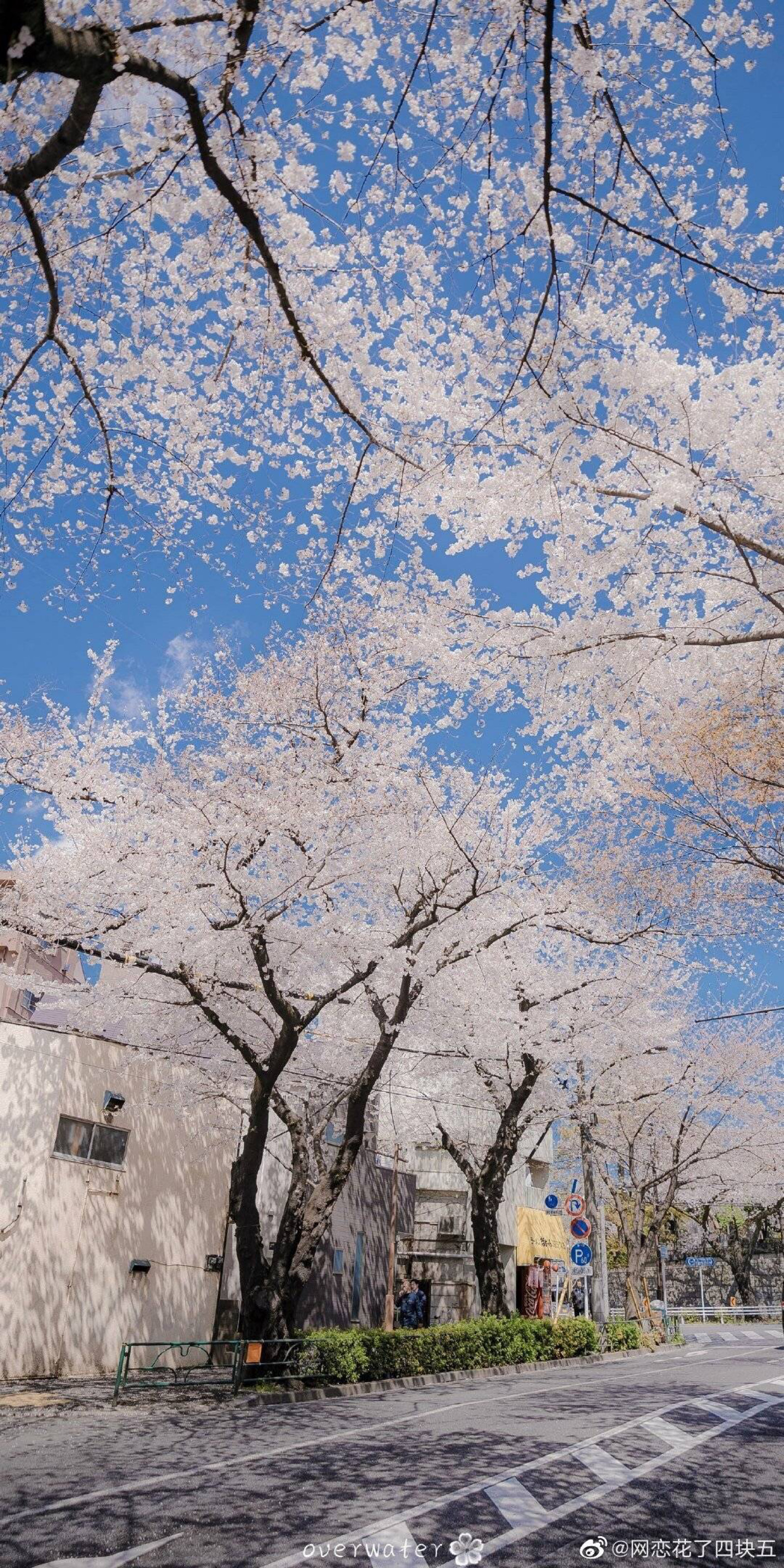 四月壁纸