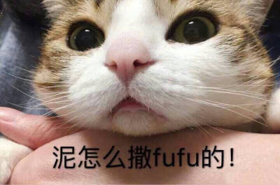 猫猫哭表情包