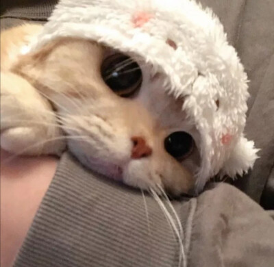 猫咪头像黑白